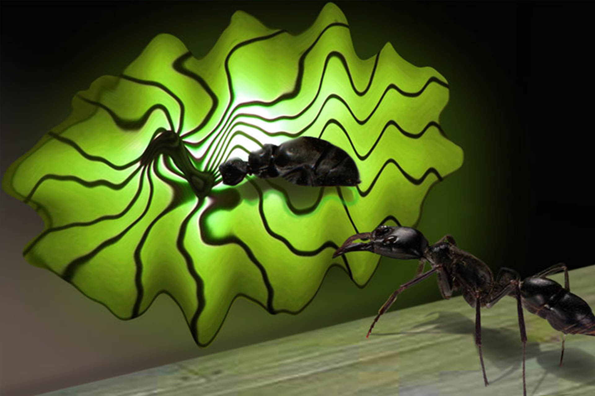 ant-the-winner-is Ant the winner is !